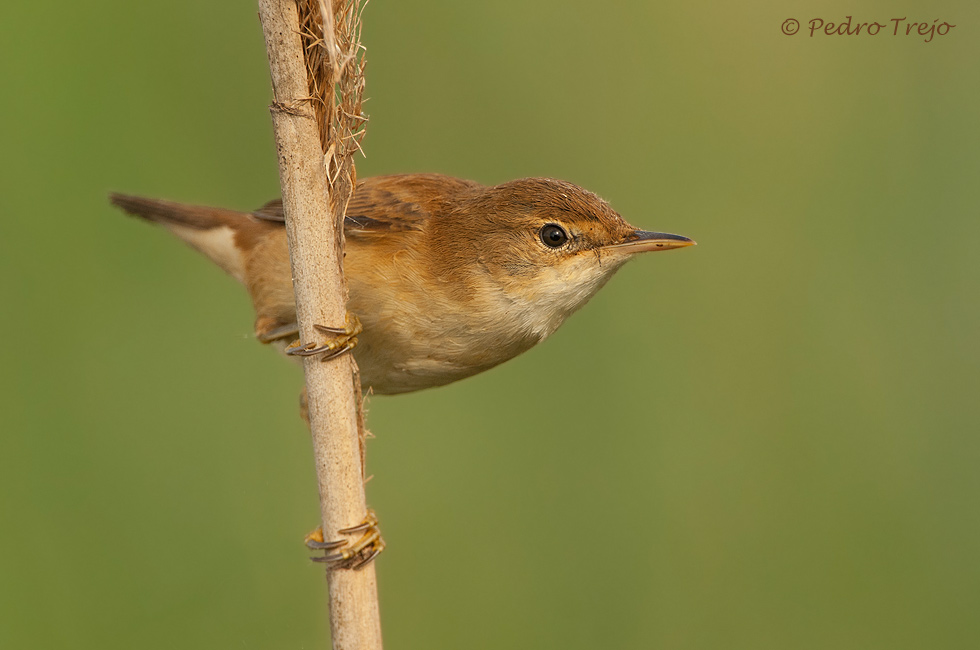 Carricero común (Accephaceus scirpaceus)